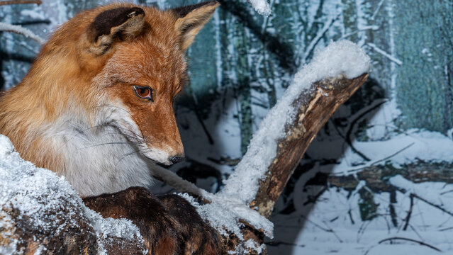 Red Fox Stuffed And Mounted On A Display Stand. Taxidermy Fox Mount Specimen. Side View. Medium Shot.