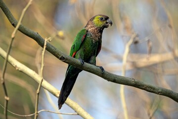 Ave tiriba rupestre Brasil 