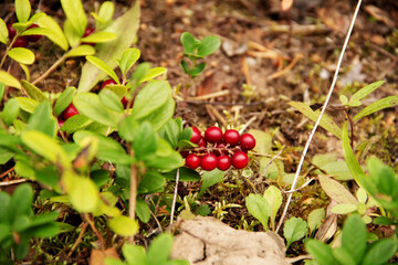natural background forest red wild berries