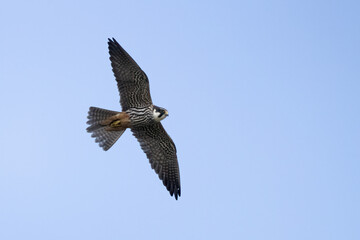 Eurasian hobby
