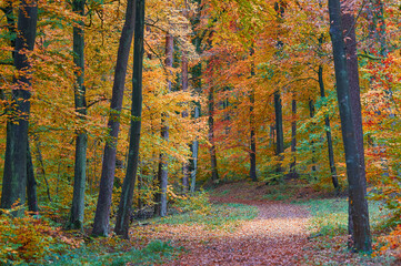autumn  colors in the forest