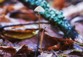 small mushroom in the forest