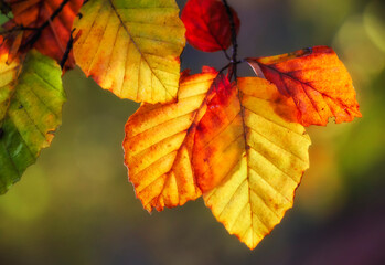autumn leaves on a tree