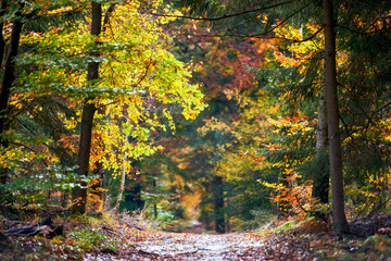 autumn colors in the forest