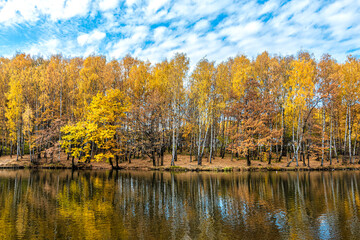 Fototapeta na wymiar Birch grove with yellow foliage on the shore of a pond in a city park