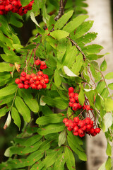 natural background a branch of wild mountain ash with red berries