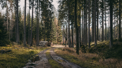 Obraz premium path in the woods