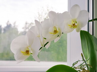 White orchid flower on the windowsill. Home flowers closeup.	