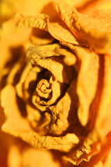 Close Up of A Yellow Pink Dead Dried Roses and Petals of the Flower on a White Background