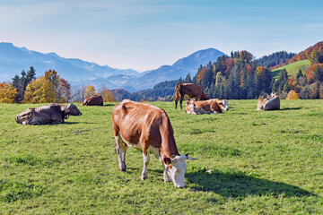 Kühe auf der Weide - Tirol