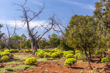Foret du Day National Park high altitude Day Forest in Djibouti