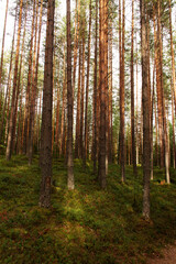 natural background trunks of wild pines