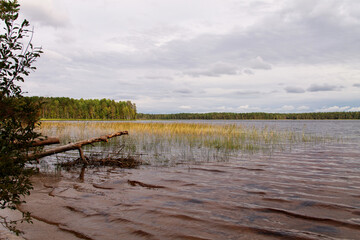 the northern forest near the reservoir at the end of summer