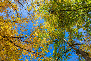 Crowns of trees in the forest in autumn