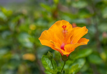 One kind of a beautiful hibiscus