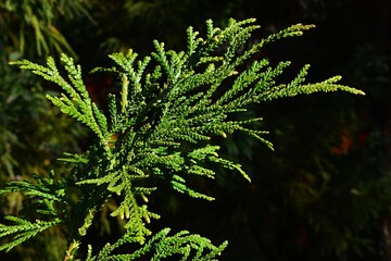 Green autumn branch of coniferous tree Thujopsis Dolabrata Variegata from Cypress family, endemic to Japan. Daylight sunshine, dark background. 