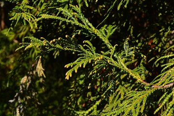 Green autumn branch of coniferous tree Thujopsis Dolabrata Variegata from Cypress family, endemic to Japan, sunbathing in daylight sunshine. 