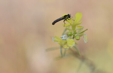 Schwebfliege auf einer gelben Blüte