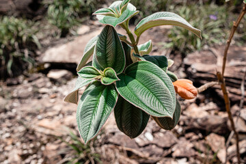 the spring, leafes with hair