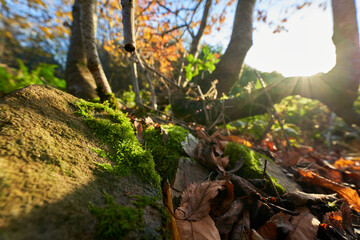 Mit Moos bewachsene Steine am Feldrand