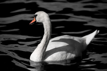 swan on the lake