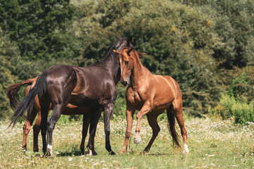 herd of horses