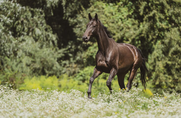 dark horse running in canter on the meadow