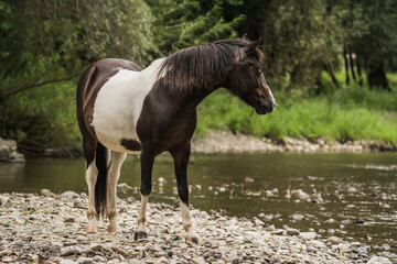 spotted horse standing on the river shore