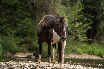 spotted horse standing on the river shore