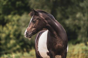 Obraz na płótnie Canvas portrait of a spotted horse