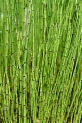 Obraz premium Water horsetail