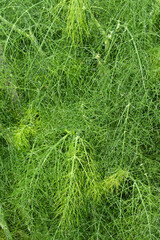 Common fennel