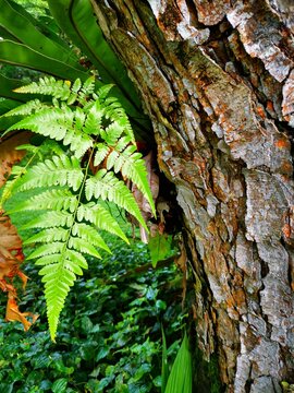 Living with Nature 