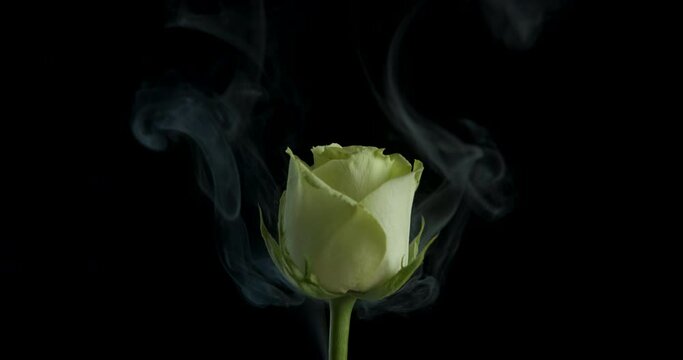 Valentine day with burning flower. A view of a Valentine day with a white rose in smoke on the black background.