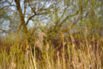 Last year's reed flower on the Biebrza marshes, early spring