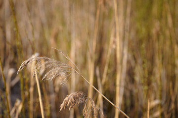Last year's reed flower on the Biebrza marshes, early spring