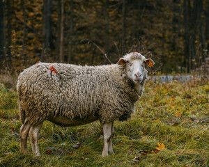 Obraz premium sheep on a meadow