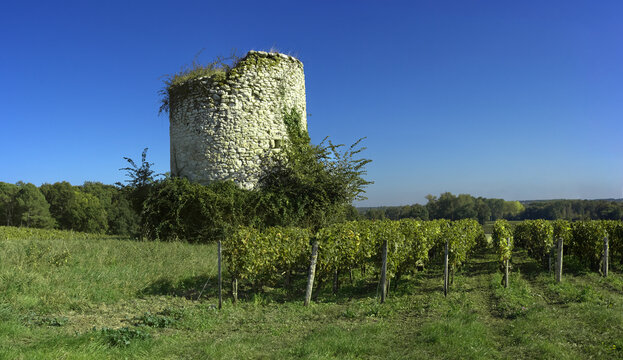 Old Mill In The Bordeaux Vineyards