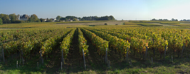 Bordeaux vineyard with castle in the background