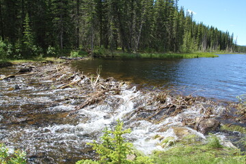 nordegg river in the forest