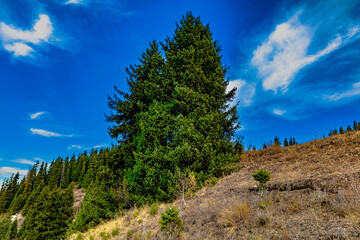 forest in the mountains