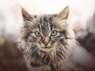 Lovable, pretty kitten of gray color. Close-up, outdoors. Day light. Concept of care and education pet