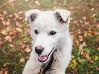 Lovable, pretty puppy of white color. Closeup, outdoor. Day light. Concept of care, education, obedience training and raising pets