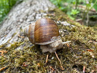 Snail in the forest