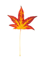 Autumn painting, Autumn maple leaves, Solitary leaf on white background, different colors. Yellow, red, burgundy, green, orange, Tree with wide, in most species, figured leaves.
