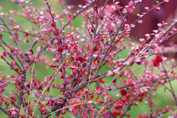 cotoneaster creeping in autumn