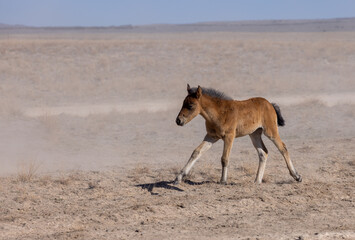 Cute Wild Horse Foal in Spring in the Utah Desert