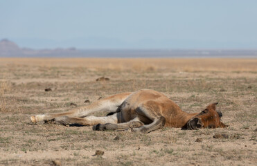 Wild Horse Foal Resting in the Utah Desert