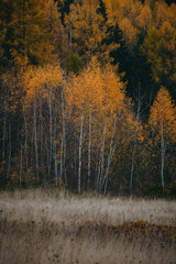 autumn forest in the autumn