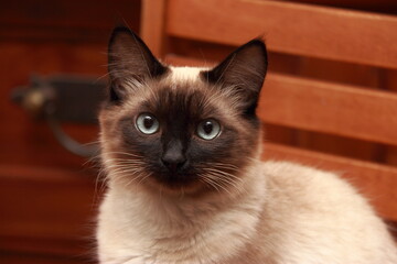 Regard de chat